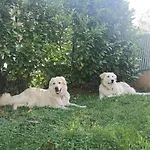 Villa Lilly
