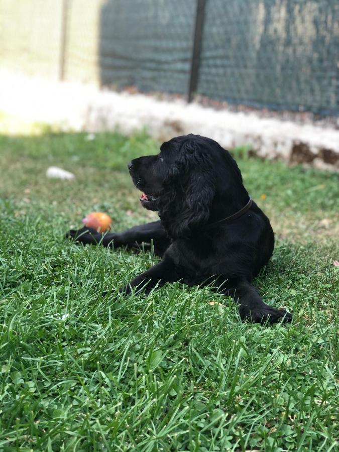 Alojamento de Acomodação e Pequeno-almoço Villino Elda *