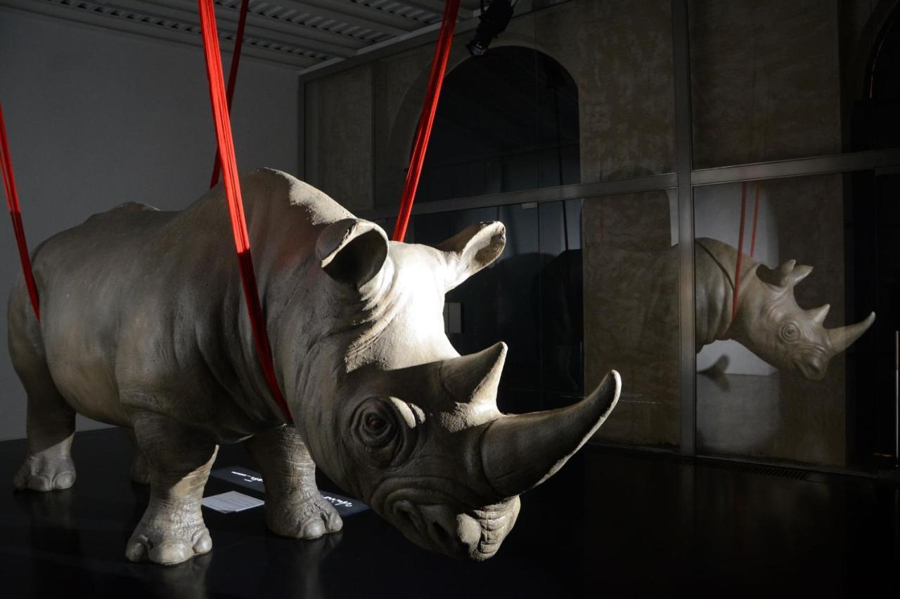 Rhinoceros 5*
