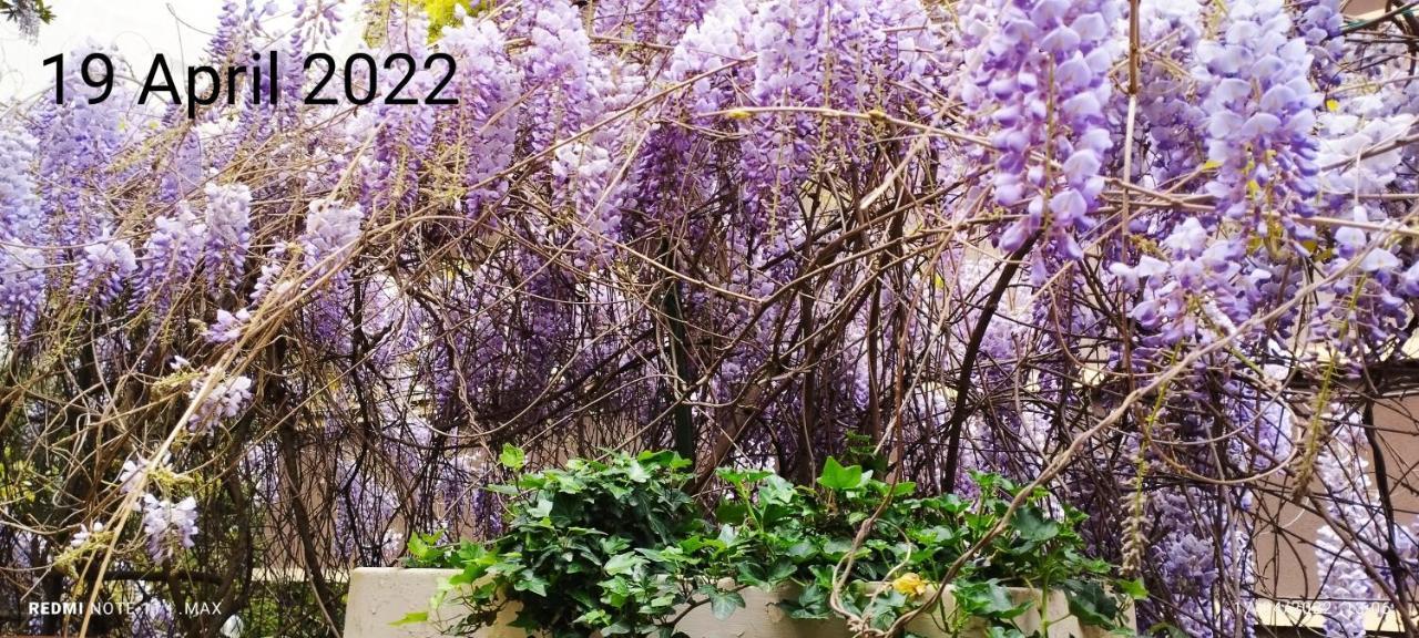 Garden House - Luxury - Self Check-in Only Pensión Roma