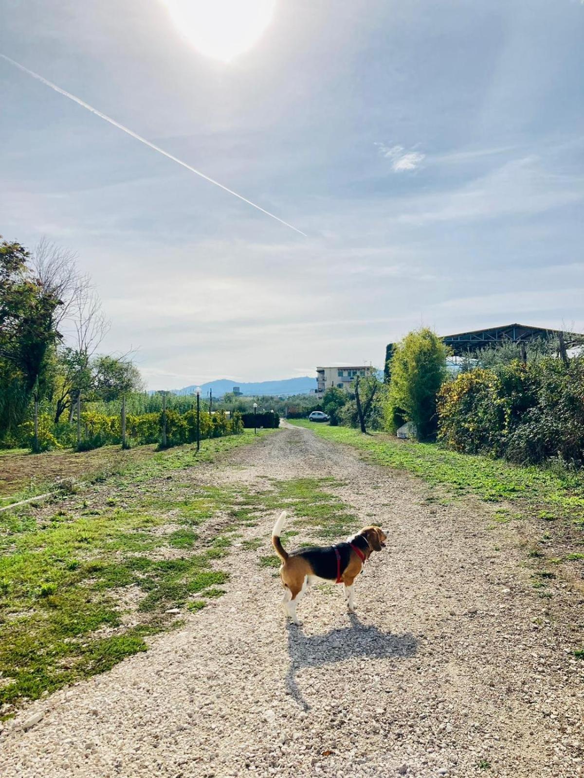 Bubù, Country-chic *