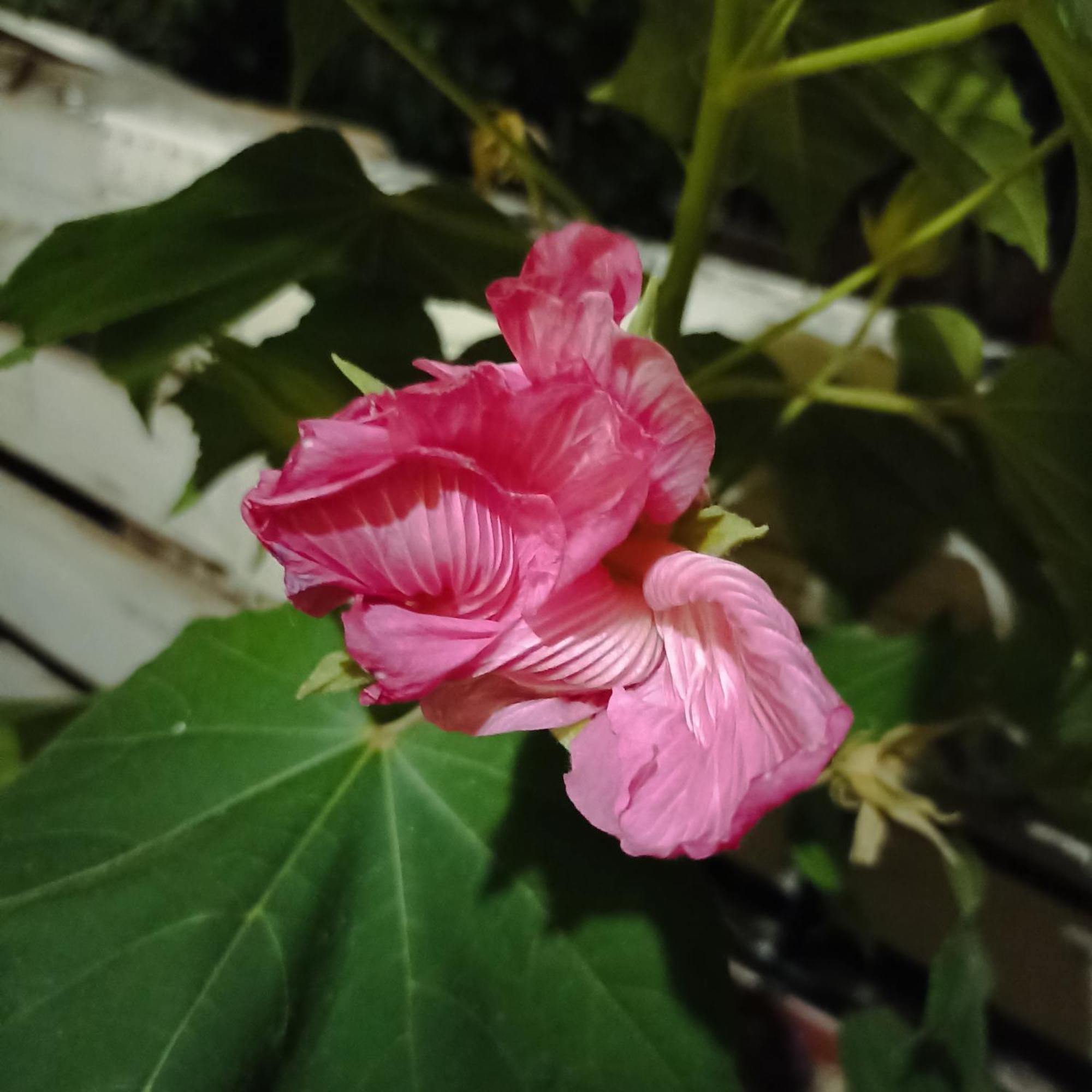 Ripe'S Forest Garden Guest House