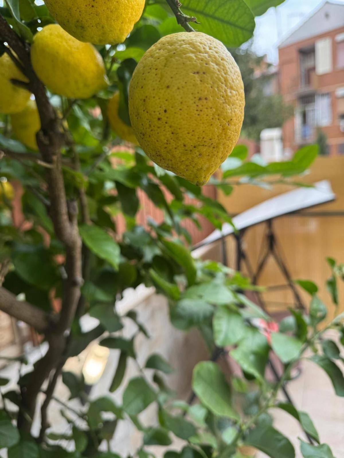 Leilighet Agli Acquedotti, Con Giardino Privato *