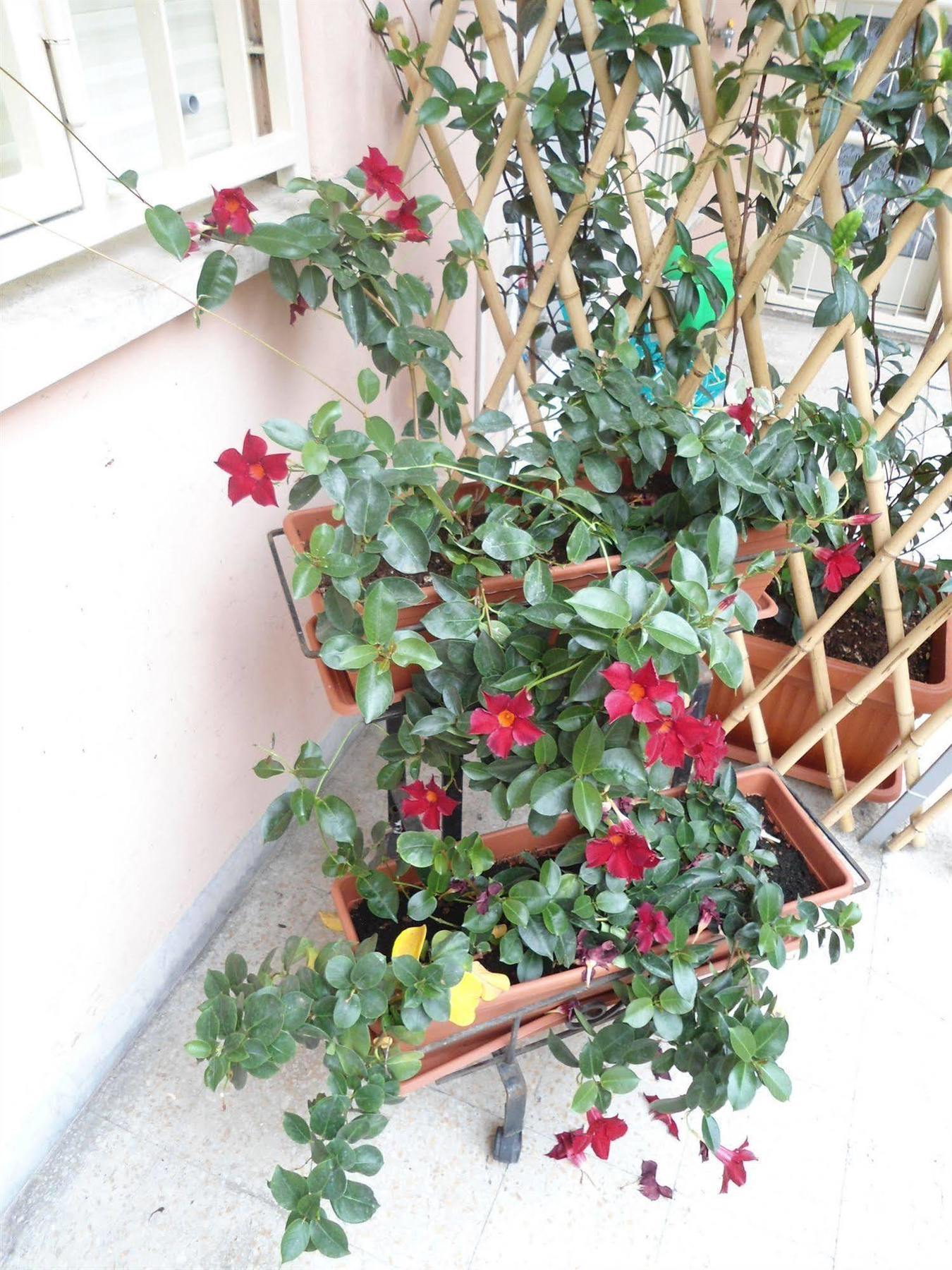 Altobelli 2* Roma