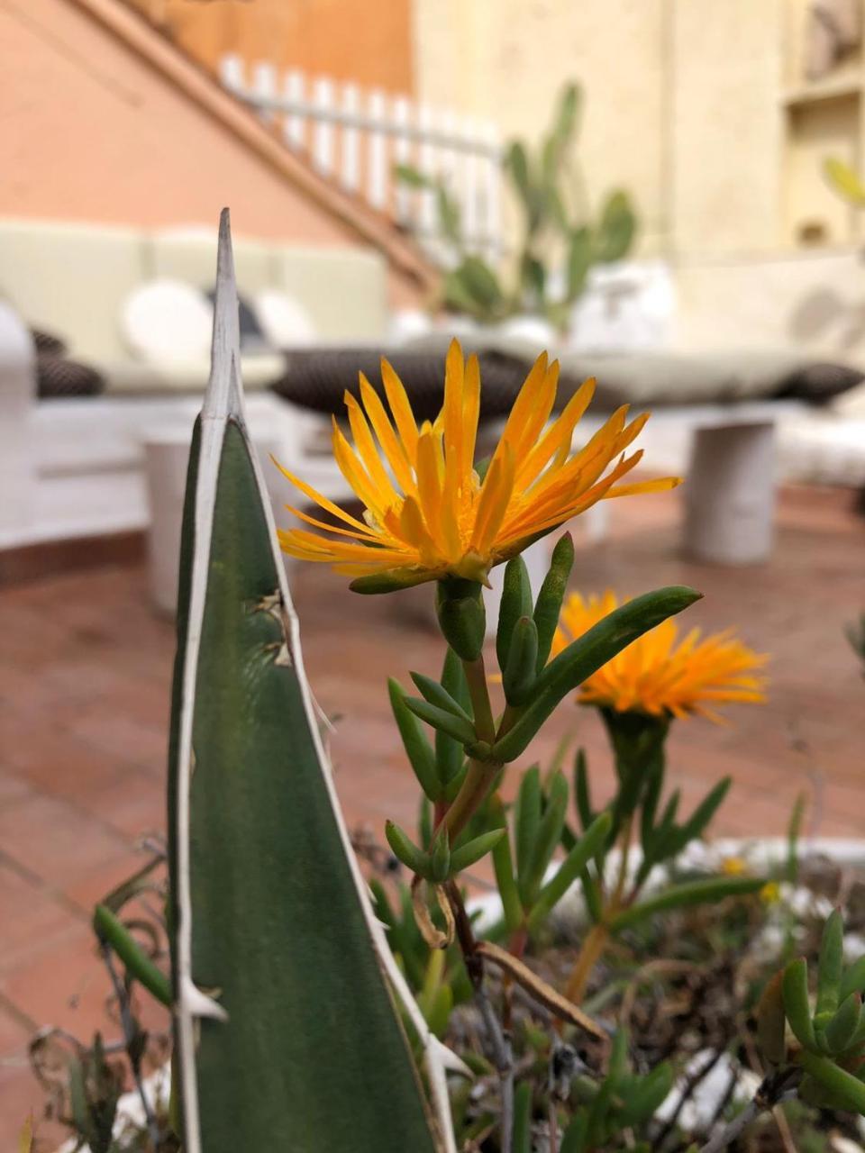 Terrace Navona Penthouse View Luxury Leilighet Roma