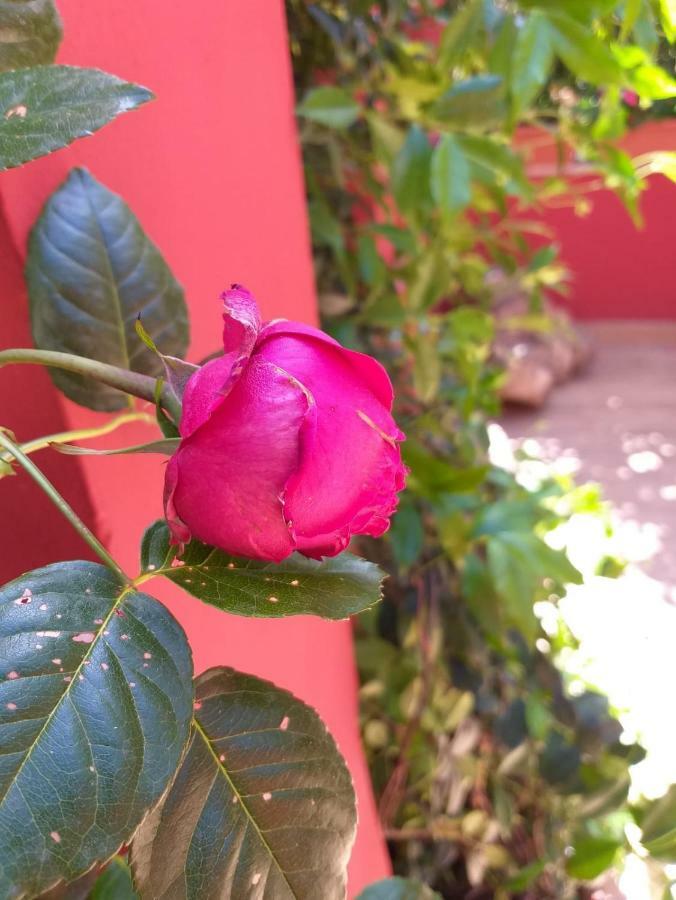 Monti Garden Rom