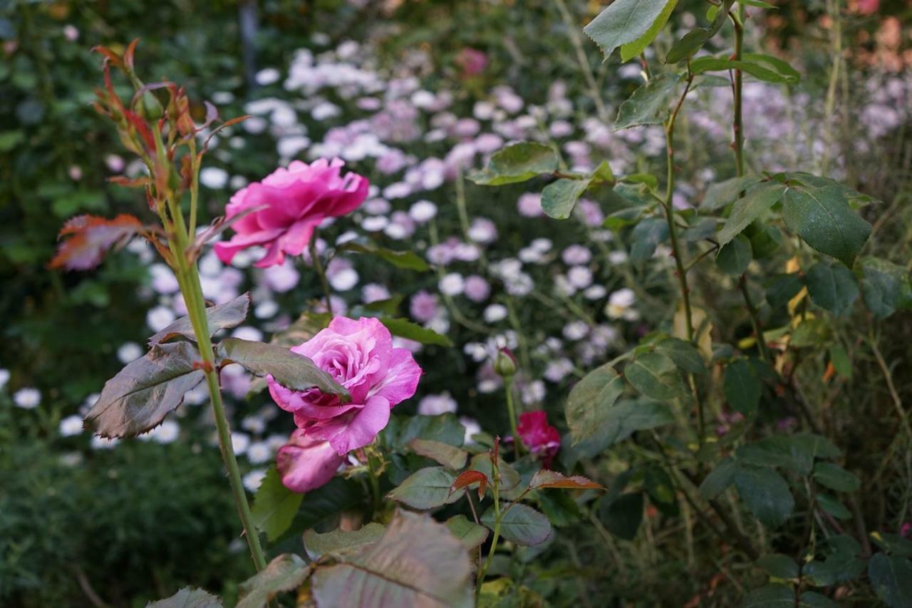 Gianicolo Penny's Garden A Centro